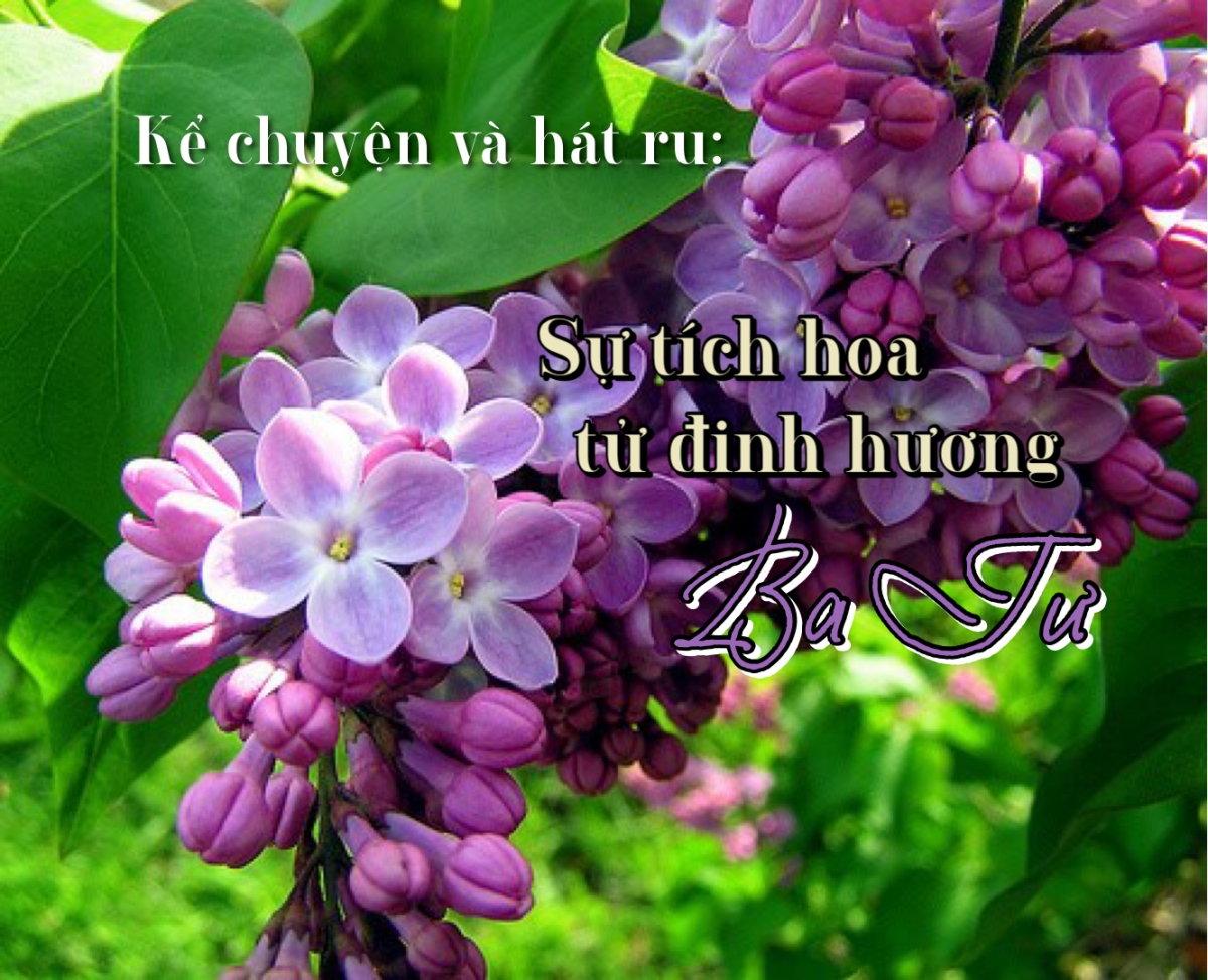 Sự tích hoa tử đinh hương Ba Tư